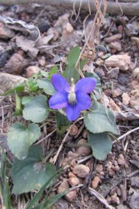 violet wildflowers weeds homeschooling homeschool