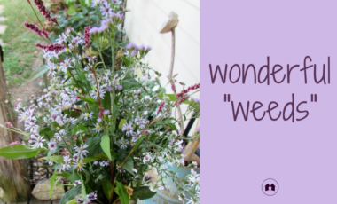 weeds wildflowers gardening homeschool homeschooling