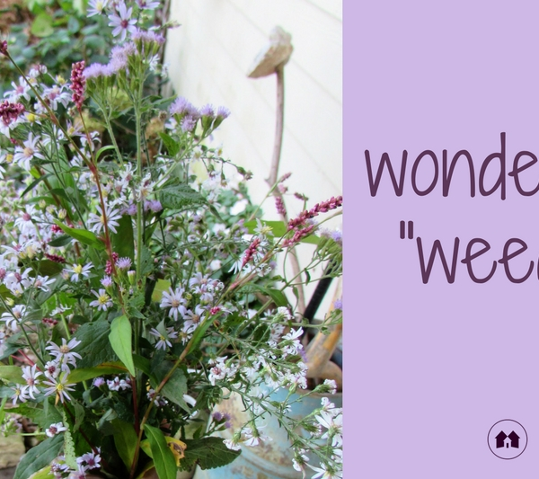 weeds wildflowers gardening homeschool homeschooling