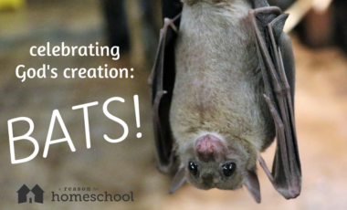 bats science biology homeschool homeschooling