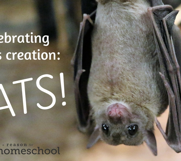 bats science biology homeschool homeschooling