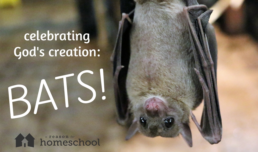 bats science biology homeschool homeschooling