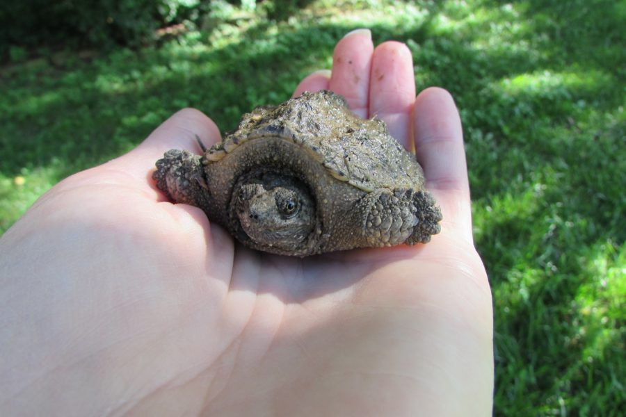 Discovering Turtles! - A Reason For Homeschool