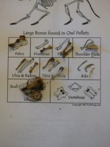 bone identification owl pellet dissection homeschool homeschooling