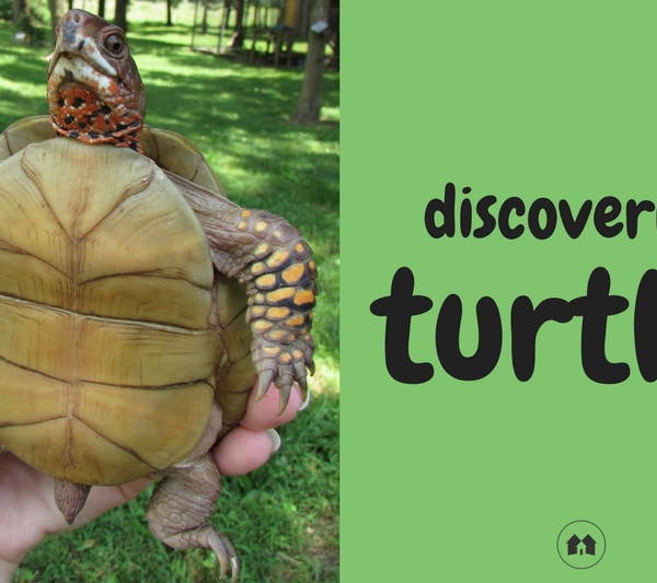 turtles nature science homeschool homeschooling