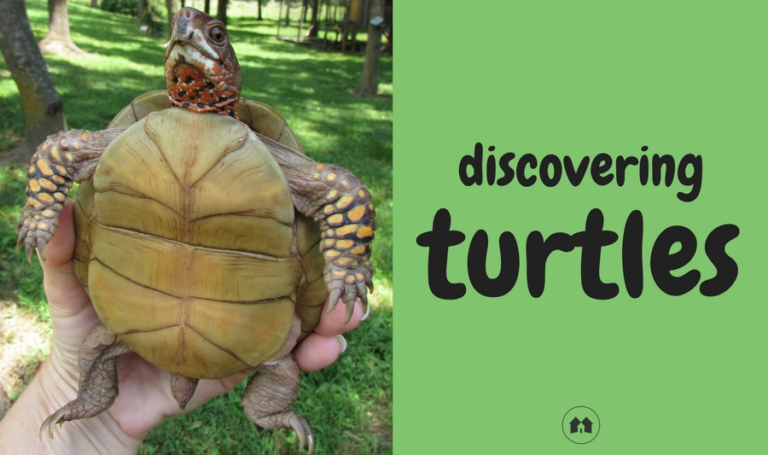 Discovering Turtles! - A Reason For Homeschool