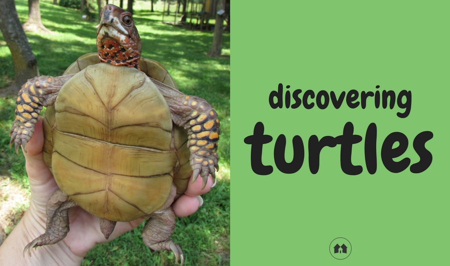 turtles nature science homeschool homeschooling