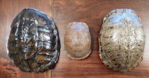 Discovering Turtles! - A Reason For Homeschool