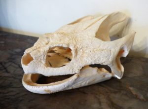 snapping turtle skull homeschool homeschooling