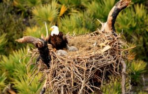 eaglets homeschool homeschooling Bald Eagle