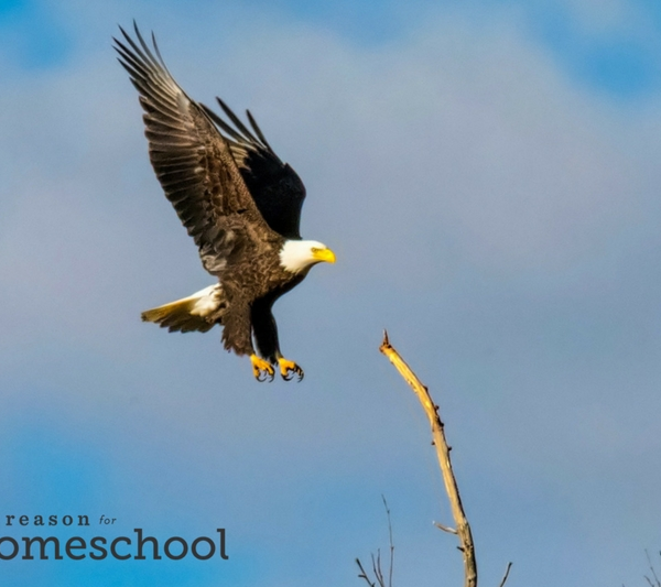 Bald Eagle United States national bird