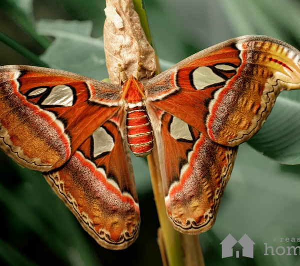 Moths nature science homeschool homeschooling Moth Week