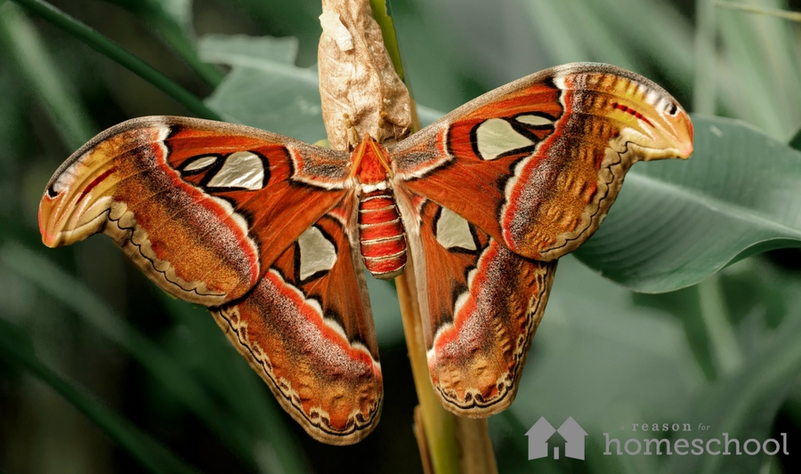 Moths nature science homeschool homeschooling Moth Week