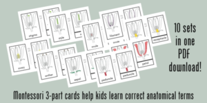 free download printable Montessori 3-part cards flower parts