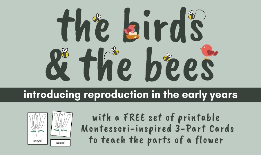 birds bees reproduction elementary education homeschool homeschooling Montessori