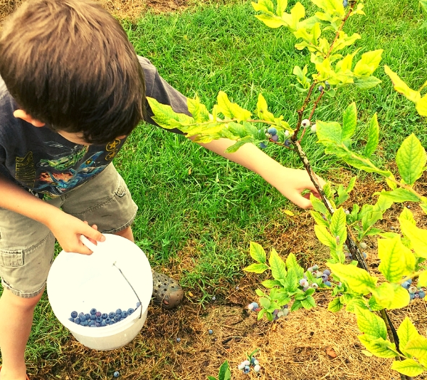 blueberry blueberries tradition picking home family