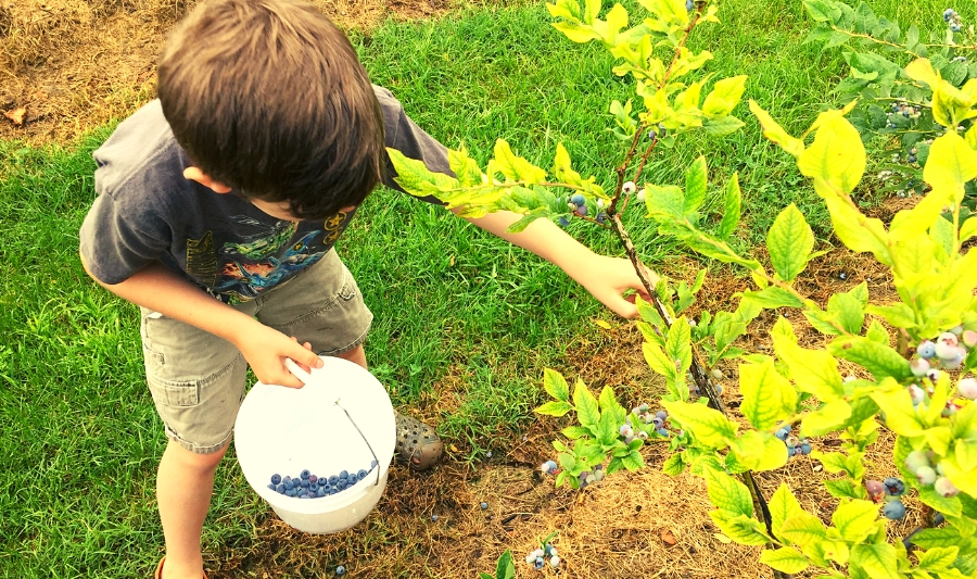 blueberry blueberries tradition picking home family