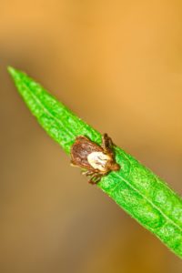 rocky mountain wood tick