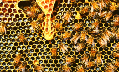 bees beekeeping honey bees science nature