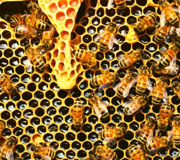bees beekeeping honey bees science nature