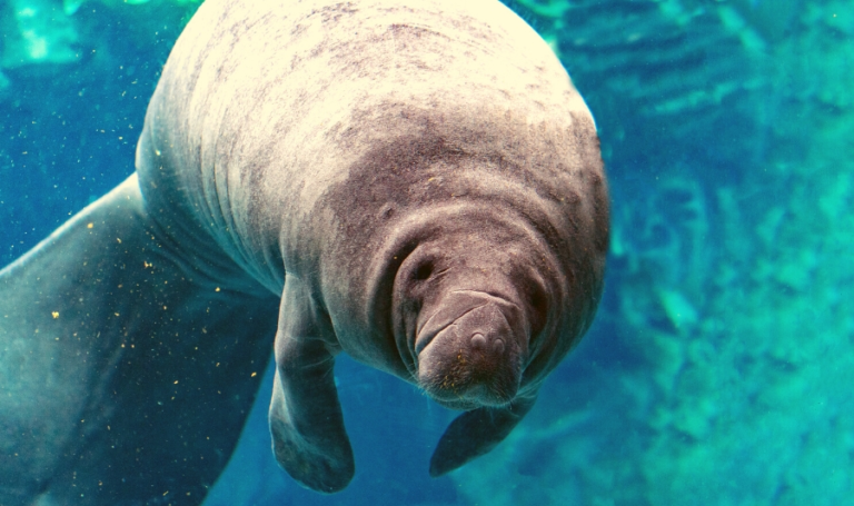 Marvelous Manatees: A Conservation Success Story – A Reason For Homeschool